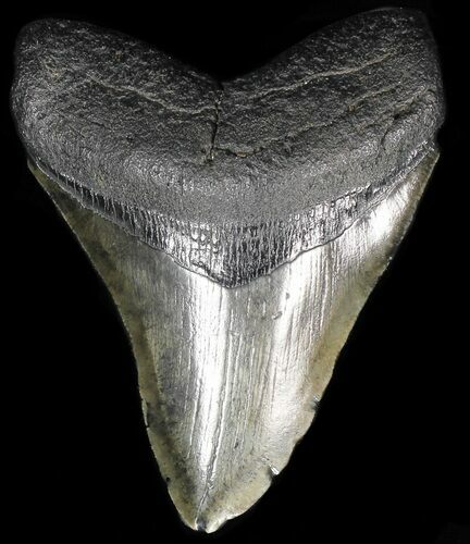 Fossil Megalodon Tooth #56833